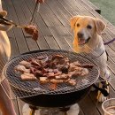 애견동반 밀양테마수영장 이미지