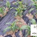 선화농장2 네이버블로그