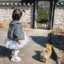 개화 | 서산 유기방가옥 수선화 개화시기 솔직후기