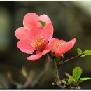 플로리스트(B) 이미지