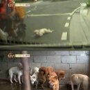 백구오토바이