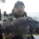 도화갈매기 이미지