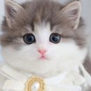 수원고양이분양 고사남 본점 이미지