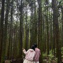 둘째날 여행 l 비 오는 날 울창한 숲속에서 피톤치드 힐링하는 사려니숲 무장애나눔길 추천 / 주차정보