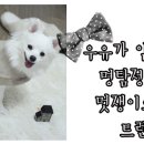 멍멍 스타일 네이버블로그