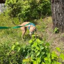 강아지유치원왕왕 이미지