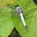 나비잠자리 이미지