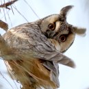 칡부엉이(Asio otus Long-eared Owl * L32~36cm / 천연기념물) 이미지
