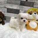 미스터앵두