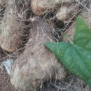 산유화농장 이미지