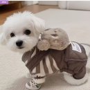 도그앤 도그 | 강아지사료 고민하다 알게 된 컴앤도그 강아지옷 강아지간식추천 후기