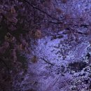 윤승 | [일상]4월 양재천 벚꽃개화, 서울 벚꽃명소&amp;봄데이트 다녀온 후기