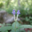 견우와 직녀 이미지