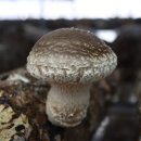 지민이네 농장 이미지