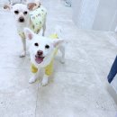 댕댕가르텐 강아지애견유치원호텔 | 강아지들이 정말 좋아하는 부산애견호텔 강아지유치원 댕댕가르텐 연산점