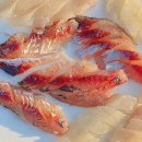 메가리국수 | [시인 최원준의 음식문화 잡학사전] <67> 매가리, 객주리, 아지