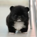 의성동물병원 이미지