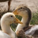 우리집 오리 이미지