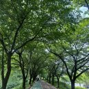 강동-천호-2305 | 서울 피크닉 장소 추천 올림픽공원 피크닉장 텐트, 그늘막, 주차