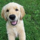 카카오 동물병원 이미지