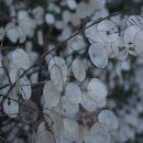 루나리아(lunaria)