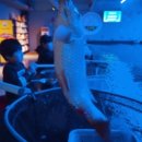 하양낚시 이미지