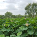 소요 1-32 부여 궁남지(宮南池) 정격 단시조/반산 한상철 이미지