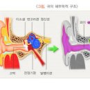 중이염 원인 예방 (급성,만성중이염) 이미지