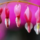 소나무향기 이미지