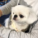 마오네애견카페 | 포항애견카페 마오네 호또기 방문후기