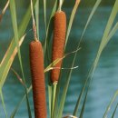 500081 | <Back to Aus 🇦🇺 - CNS 12> - 케언즈 Kuranda(쿠란다) 동물원