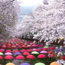 [경남] 진해군행제 벚꽃여행 가봐소? (3/31금, 단1회셔틀) 이미지