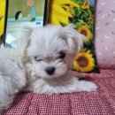 상아세탁소 이미지