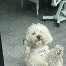 트리밍하임 이미지