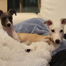 루아나 | 강아지화식 만들기 - 기침·리버스 스니징 완화 무간식 끓이는법 (루아나 후기)