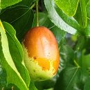 성장농원 이미지