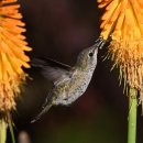 장정구 다이어트 복싱 이미지