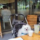 댕댕플레이트 이미지