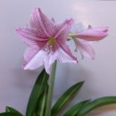 아마릴리스 이미지