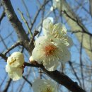 늘처음처럼 이미지