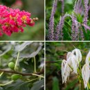 9월 6일(토) 9월 정기도보 오산 물향기 수목원(7월1일부터 입장료무료) 이미지