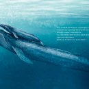 [여유당] 대왕고래-세상에서 가장 큰 동물에 관한 놀라운 이야기 이미지