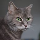 부평프라임동물병원 이미지