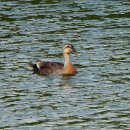 잘 생긴 흰빰검둥오리(Spot-billed Duck) 이미지