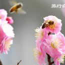전남대학교 용봉캠퍼스 Daum카페