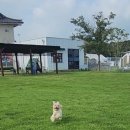 달리는로아