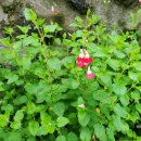 오소록헌디 이미지