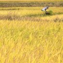 [포토타임] 벼 익어가는 계절.. 통계청, 올해 쌀 380만4000t 생산 전망 이미지