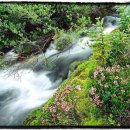 고래고래 이미지