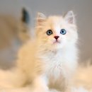 인천고양이분양 도레미캣 이미지